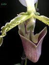 Paphiopedilum parishii var dianthum 